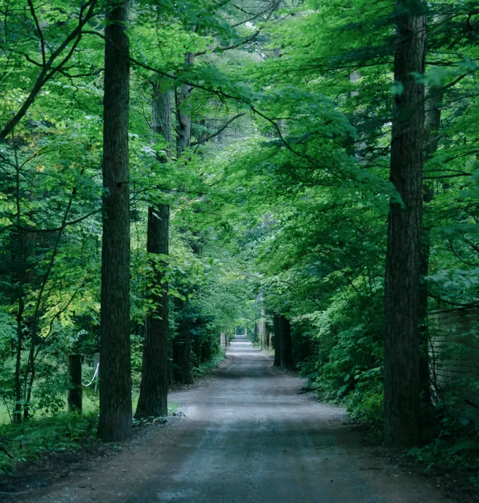 からまつの林イメージ写真