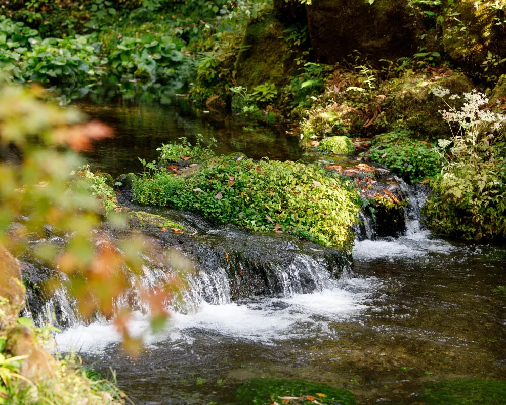 夏のイメージ画像