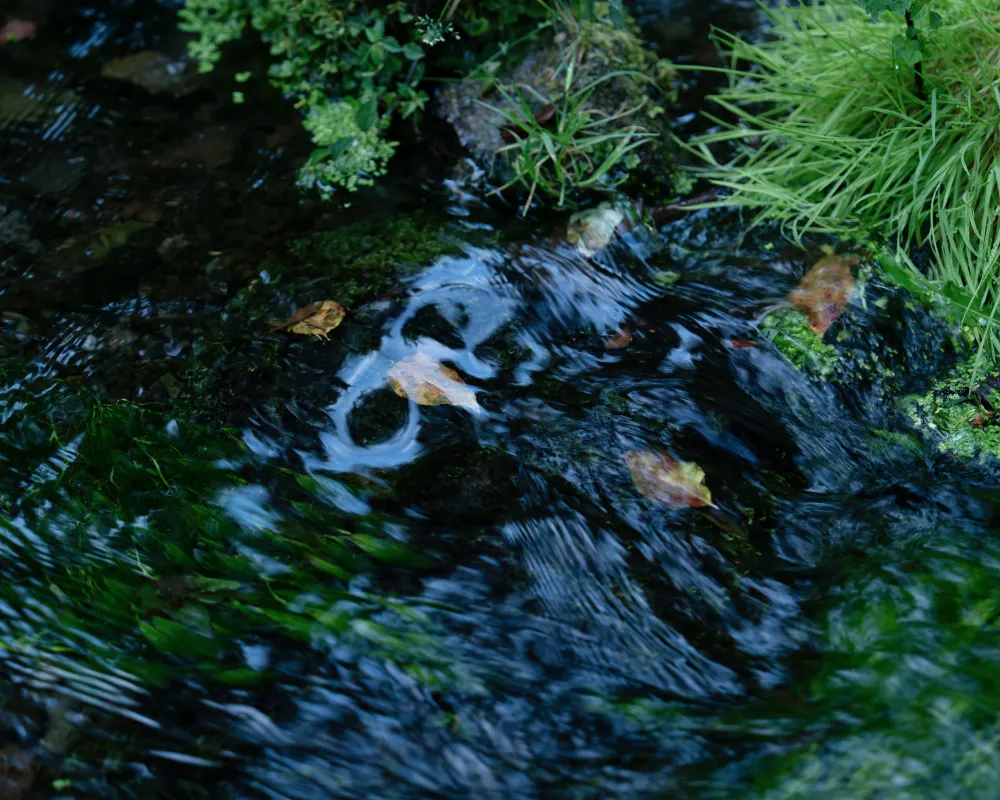 夏のイメージ画像